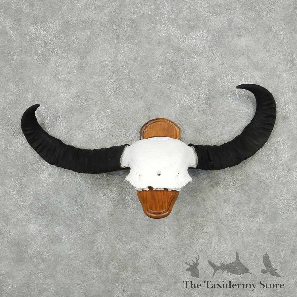 Water Buffalo Horn Taxidermy Mount #13826 For Sale @ The Taxidermy Store