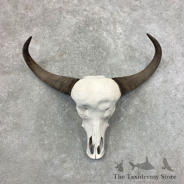 Water Buffalo Skull And Horn Taxidermy Mount #21525 For Sale @ The Taxidermy Store