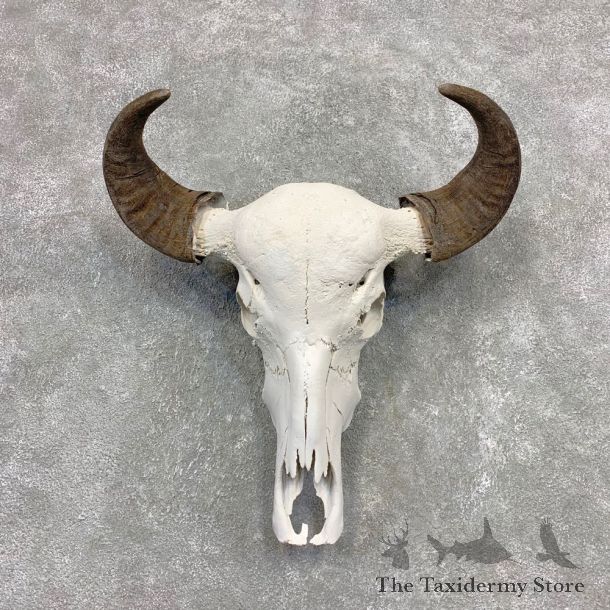 Water Buffalo Skull And Horn Taxidermy Mount #21591 For Sale @ The Taxidermy Store