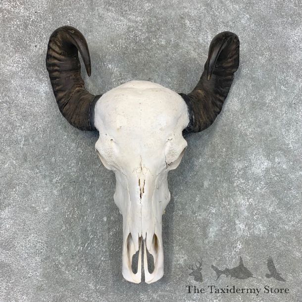 Water Buffalo Skull And Horn Taxidermy Mount #22643 @ The Taxidermy Store