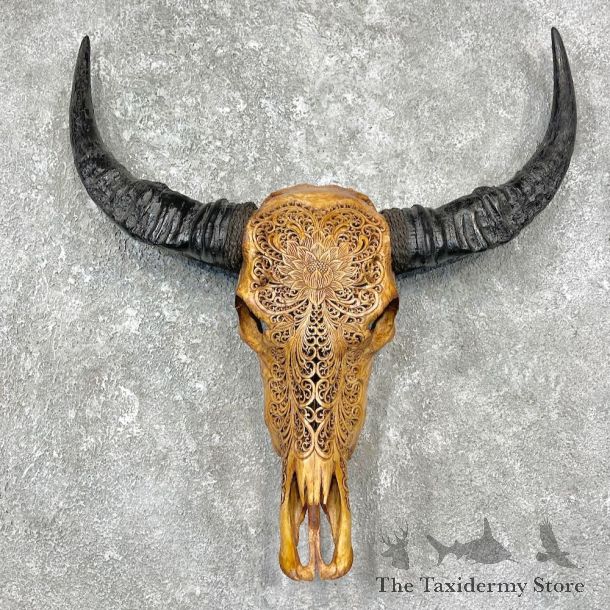 Water Buffalo Skull European Mount For Sale #25926 @ The Taxidermy Store