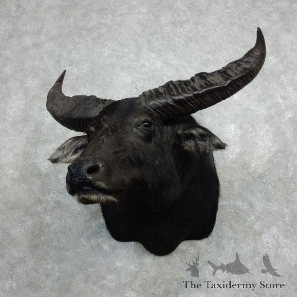 Water Buffalo Shoulder Mount For Sale #17977 For Sale @ The Taxidermy Store