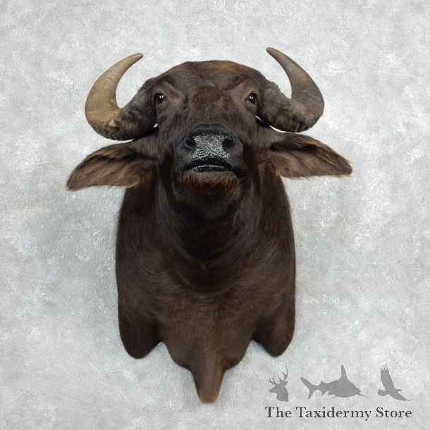 Water Buffalo Shoulder Mount For Sale #17978 For Sale @ The Taxidermy Store