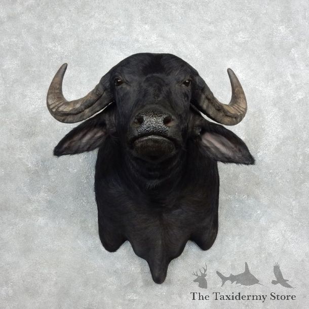 Water Buffalo Shoulder Mount For Sale #17984 For Sale @ The Taxidermy Store