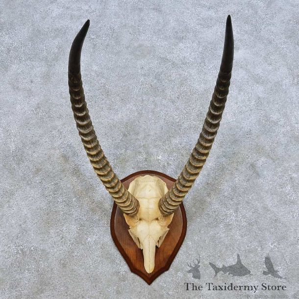 African Waterbuck Horn Plaque Mount For Sale #14459 @ The Taxidermy Store