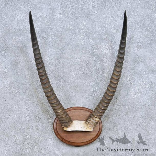 Waterbuck Horn Plaque Taxidermy Mount For Sale #13994 @ The Taxidermy Store