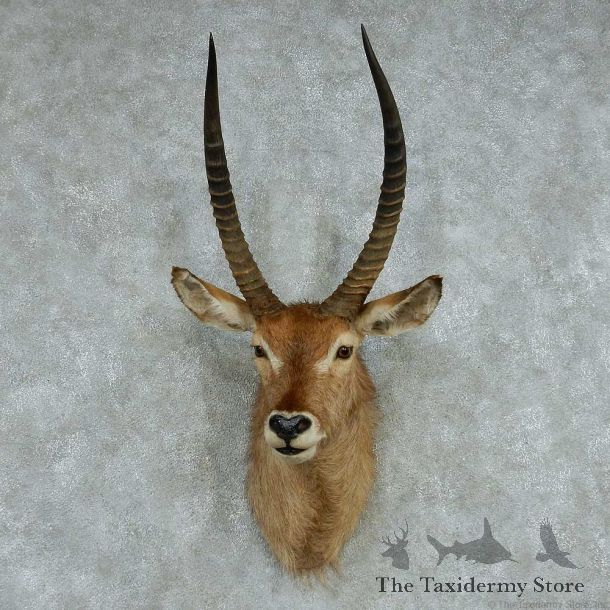 African Waterbuck Shoulder Mount #13614 For Sale @ The Taxidermy Store