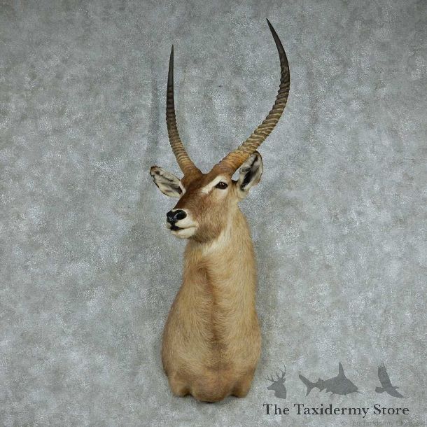 African Waterbuck Shoulder Mount #13725 For Sale @ The Taxidermy Store