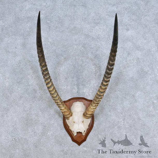 African Waterbuck Horn Plaque Mount For Sale #14441 @ The Taxidermy Store