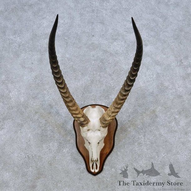 Waterbuck Skull Horn European Taxidermy Mount For Sale #14486 @ The Taxidermy Store