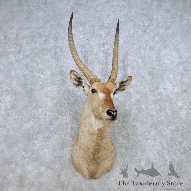 African Waterbuck Shoulder Mount For Sale #14263 @ The Taxidermy Store