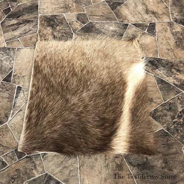Waterbuck Hide Mount For Sale #20070 @ The Taxidermy Store