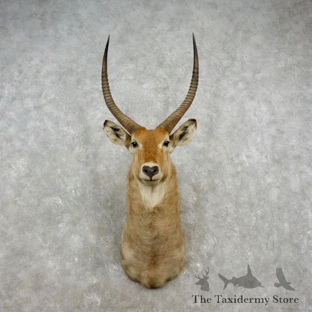 African Waterbuck Shoulder Mount #17367 For Sale @ The Taxidermy Store