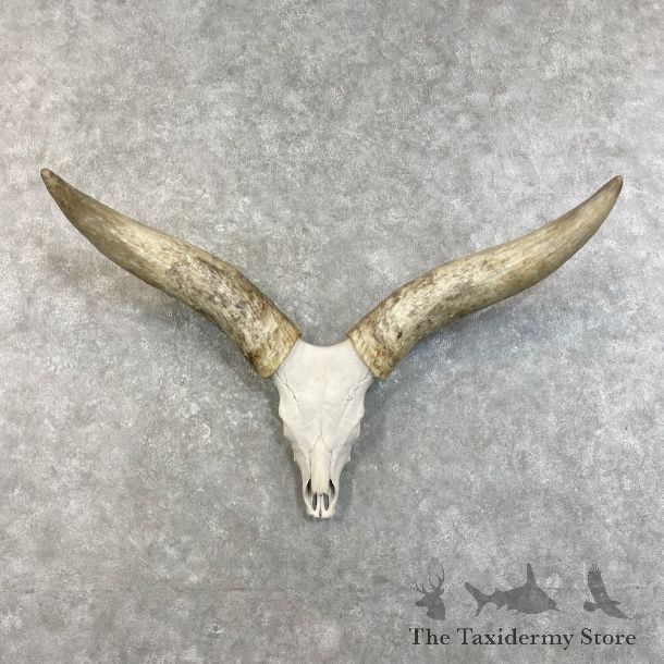 Watusi Longhorn Skull European Mount For Sale #27467 @ The Taxidermy Store