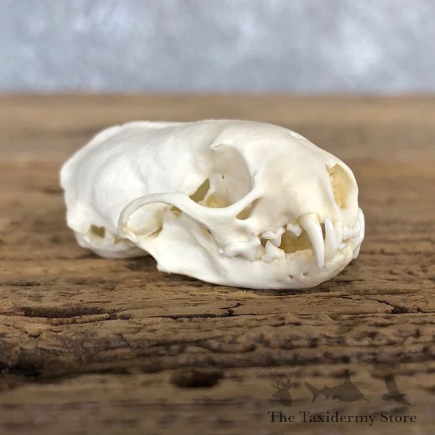 Weasel Full Skull Taxidermy Mount For Sale #19829 @ The Taxidermy Store