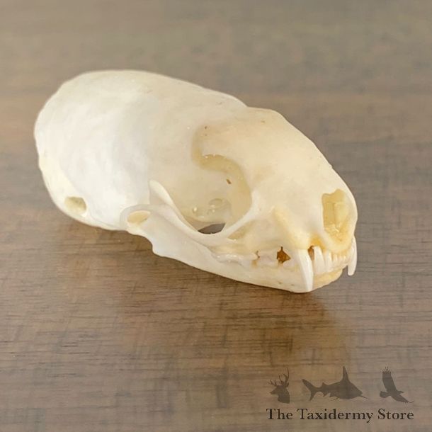 Weasel Full Skull Taxidermy Mount For Sale #22244 @ The Taxidermy Store