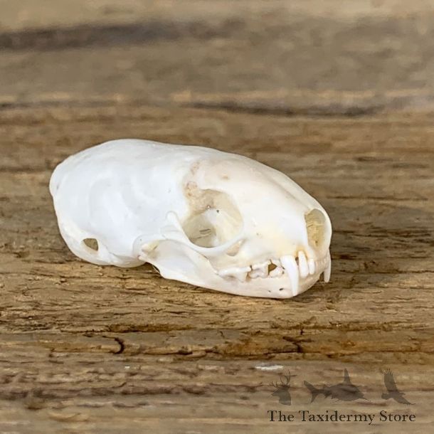 Weasel Full Skull Taxidermy Mount For Sale #22263 @ The Taxidermy Store