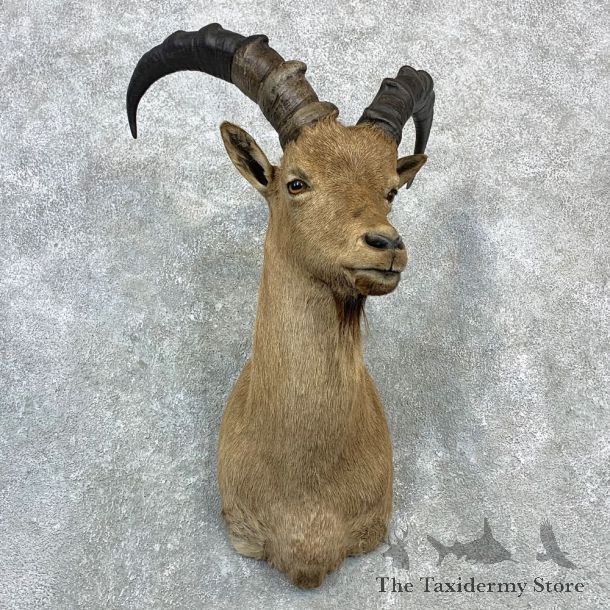 West-Caucasian Tur Taxidermy Shoulder Mount #23078 For Sale @ The Taxidermy Store
