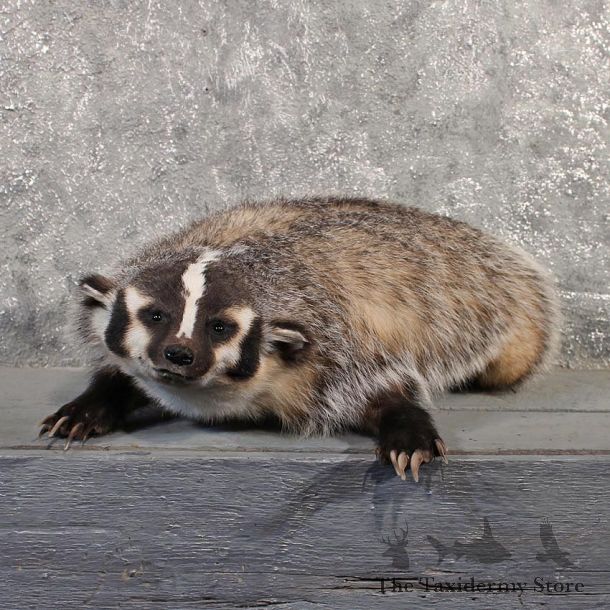 Badger Life Size Mount #10713 - For Sale - The Taxidermy Store