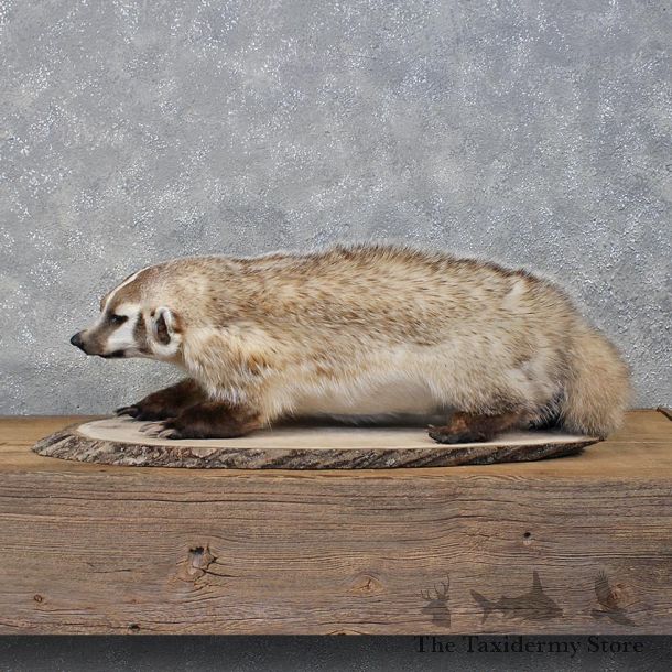 Badger Life Size Mount #12200 For Sale @ The Taxidermy Store
