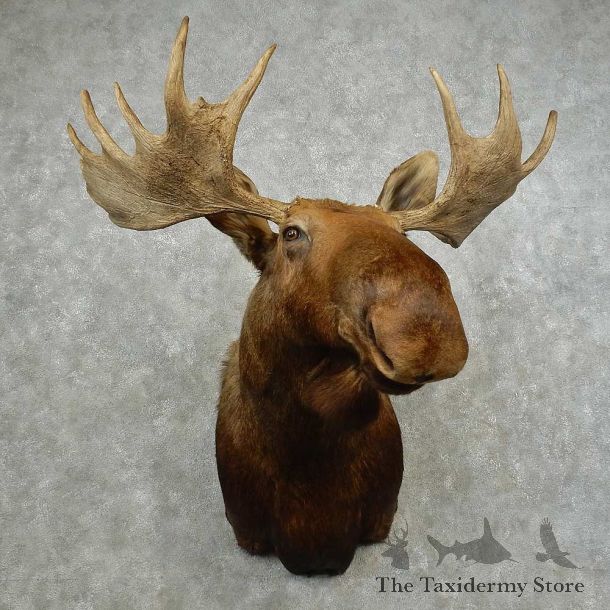 Western Canada Moose Shoulder Mount For Sale #16754 @ The Taxidermy Store