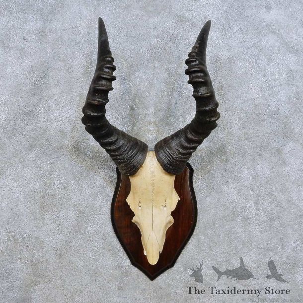 Hartebeest Skull Cap & Antler Mount For Sale #14448 @ The Taxidermy Store