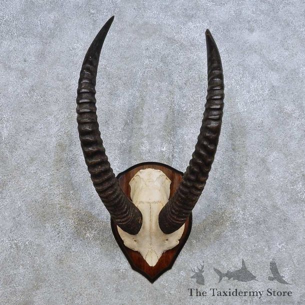 Western Roan Horn Plaque Mount For Sale #14458 @ The Taxidermy Store