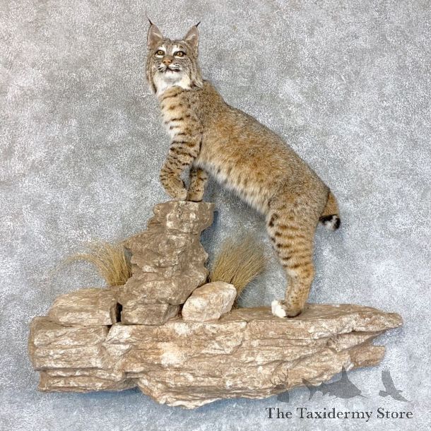 Western Bobcat Life-Size Mount For Sale #22425 @ The Taxidermy Store