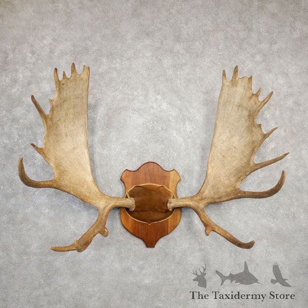 Western Canada Moose Antler Plaque For Sale #20333 @ The Taxidermy Store