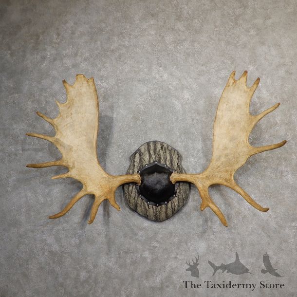 Western Canada Moose Antler Plaque For Sale #19052 @ The Taxidermy Store