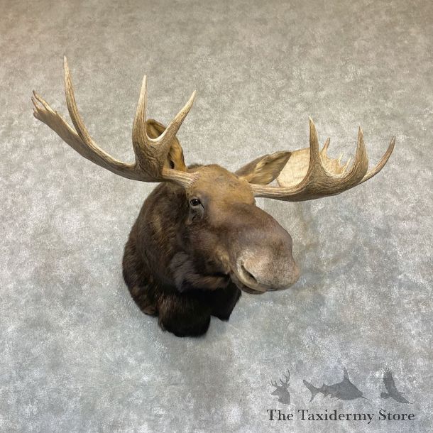 Western Canadian Moose Shoulder Mount For Sale #26338 @ The Taxidermy Store