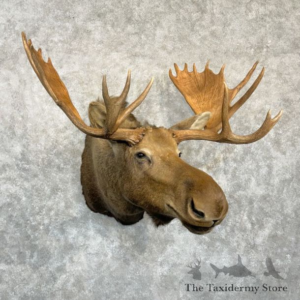 Canadian Moose Shoulder Mount For Sale #28901 @ The Taxidermy Store