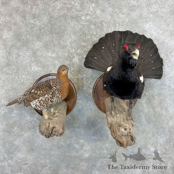 Western Capercaillie Pair Bird Mount For Sale #27785 @ The Taxidermy Store