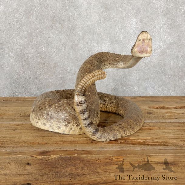 Western Diamondback Rattlesnake Mount For Sale #18891 @ The Taxidermy Store