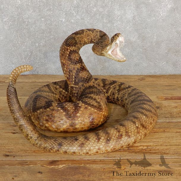 Western Diamondback Rattlesnake Mount For Sale #19978 @ The Taxidermy Store