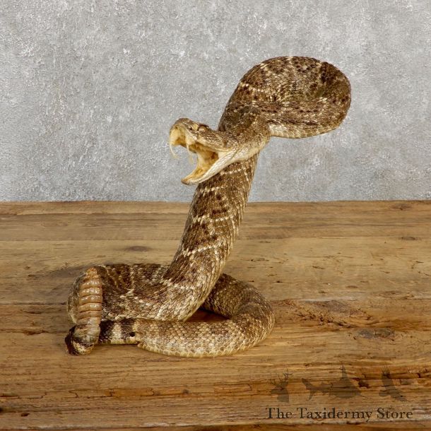 Western Diamondback Rattlesnake Mount For Sale #19979 @ The Taxidermy Store