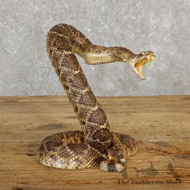 Western Diamondback Rattlesnake Mount For Sale #19980 @ The Taxidermy Store