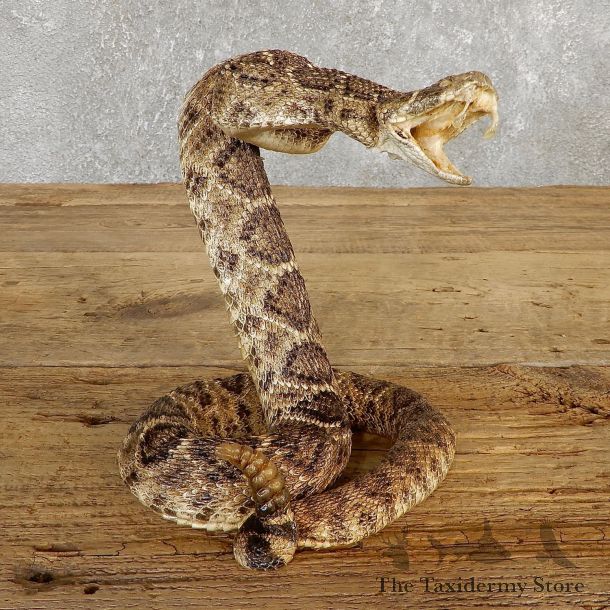 Western Diamondback Rattlesnake Mount For Sale #19981 @ The Taxidermy Store