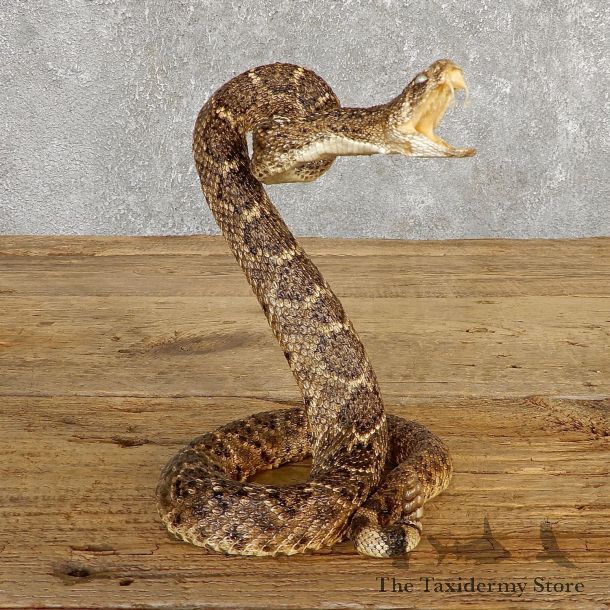 Western Diamondback Rattlesnake Mount For Sale #19982 @ The Taxidermy Store