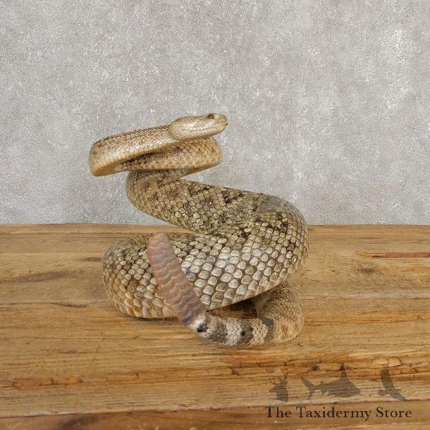 Western Diamondback Rattlesnake Mount For Sale #20236 @ The Taxidermy Store