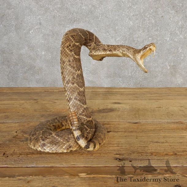 Western Diamondback Rattlesnake Mount For Sale #20319 @ The Taxidermy Store