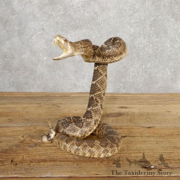 Western Diamondback Rattlesnake Mount For Sale #20320 @ The Taxidermy Store