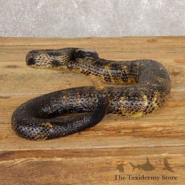 Western Diamondback Rattlesnake Mount For Sale #20661 @ The Taxidermy Store