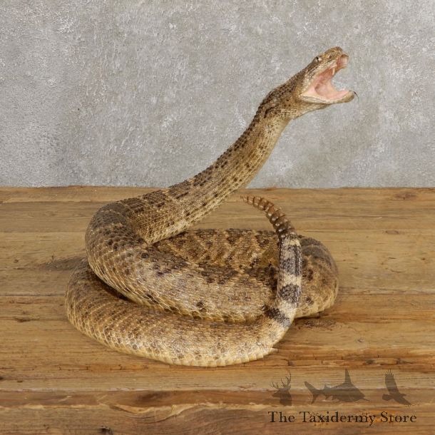 Western Diamondback Rattlesnake Mount For Sale #20663 @ The Taxidermy Store