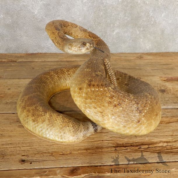 Western Diamondback Rattlesnake Mount For Sale #21003 @ The Taxidermy Store