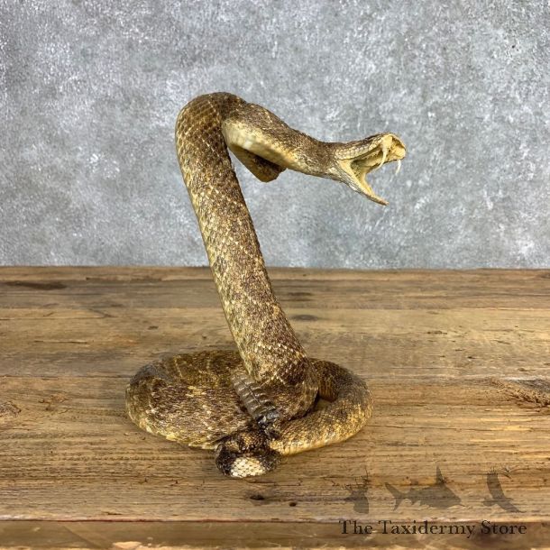 Western Diamondback Rattlesnake Mount For Sale #21249 @ The Taxidermy Store