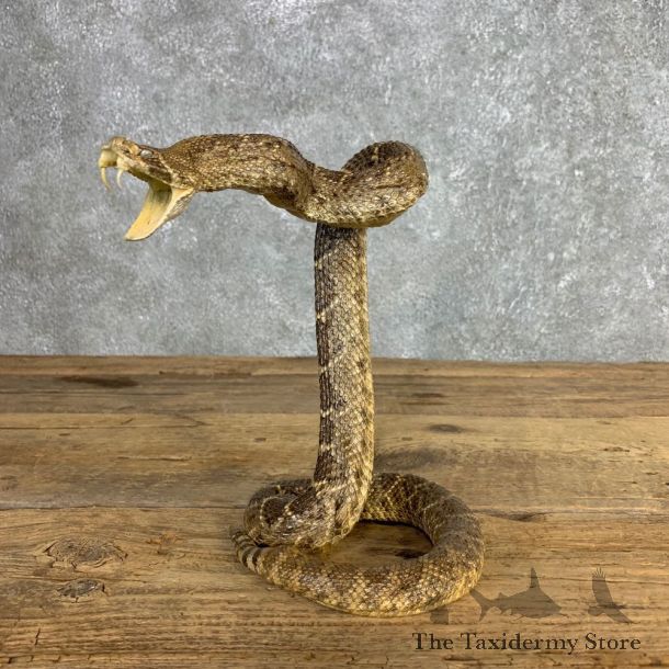 Western Diamondback Rattlesnake Mount For Sale #21250 @ The Taxidermy Store