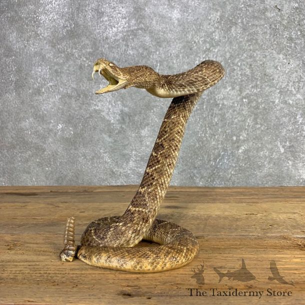 Western Diamondback Rattlesnake Mount For Sale #21251 @ The Taxidermy Store