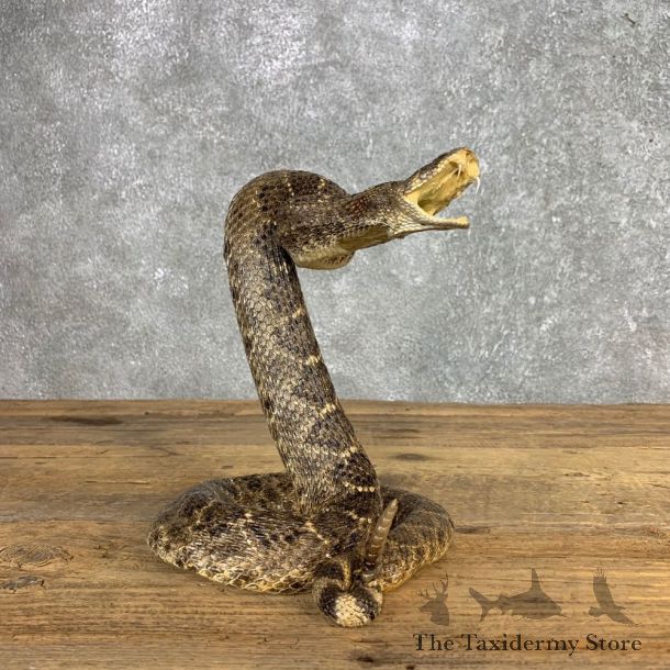 Western Diamondback Rattlesnake Mount For Sale #21252 @ The Taxidermy Store