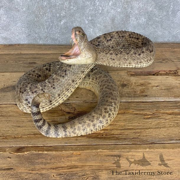 Western Diamondback Rattlesnake Mount For Sale #21423 @ The Taxidermy Store